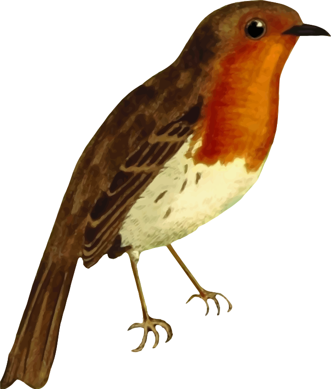 European robin (isolated)