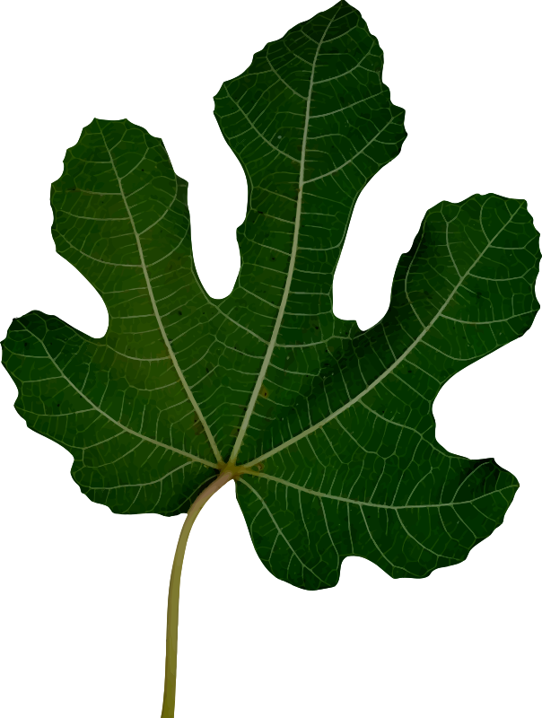 Leaf 10