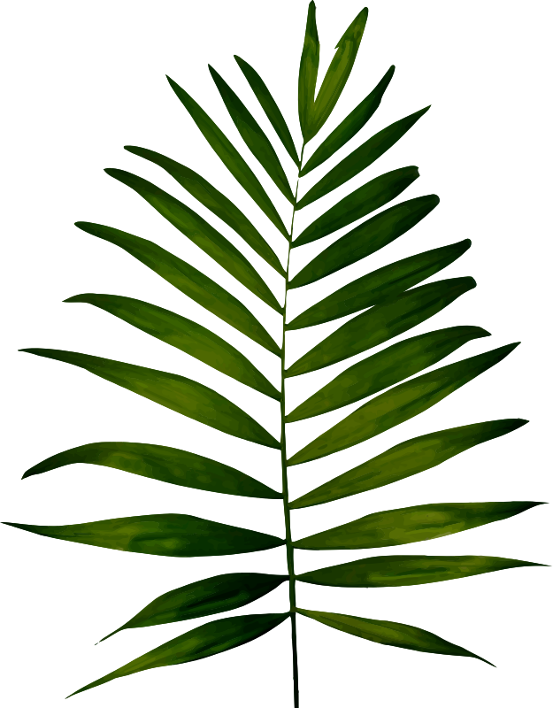 Fern 2