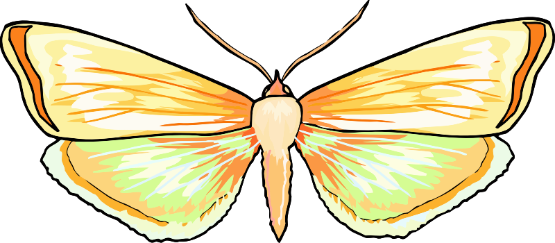 Butterfly 26