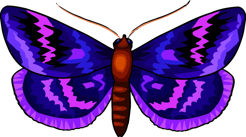 Butterfly 29