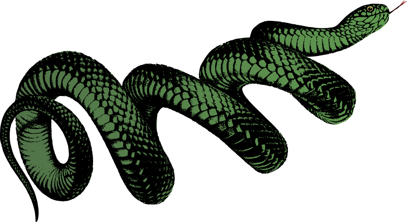 Coiled Snake - Colour