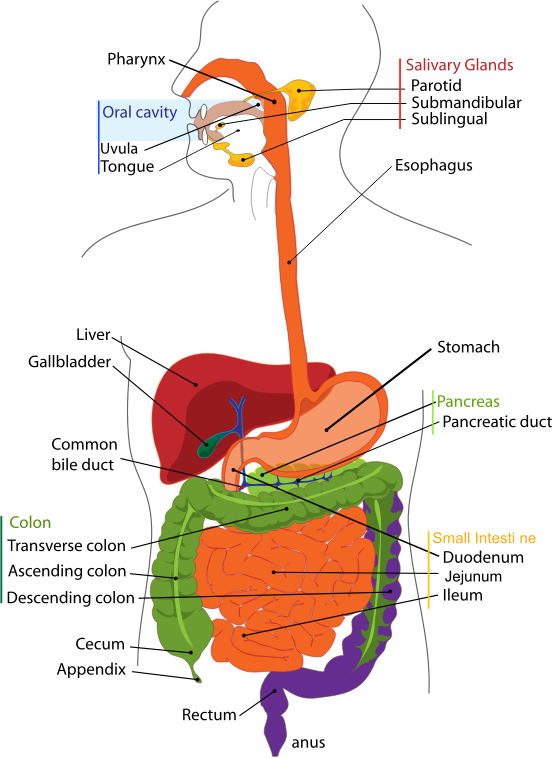 Human digestive system