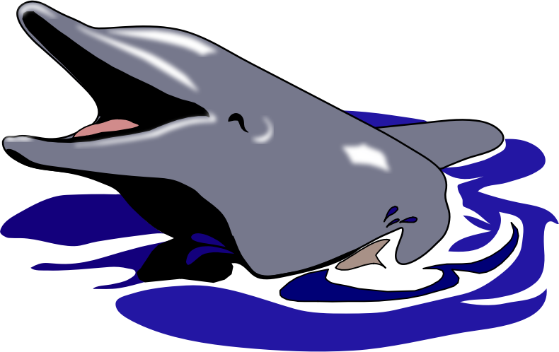 dolphin