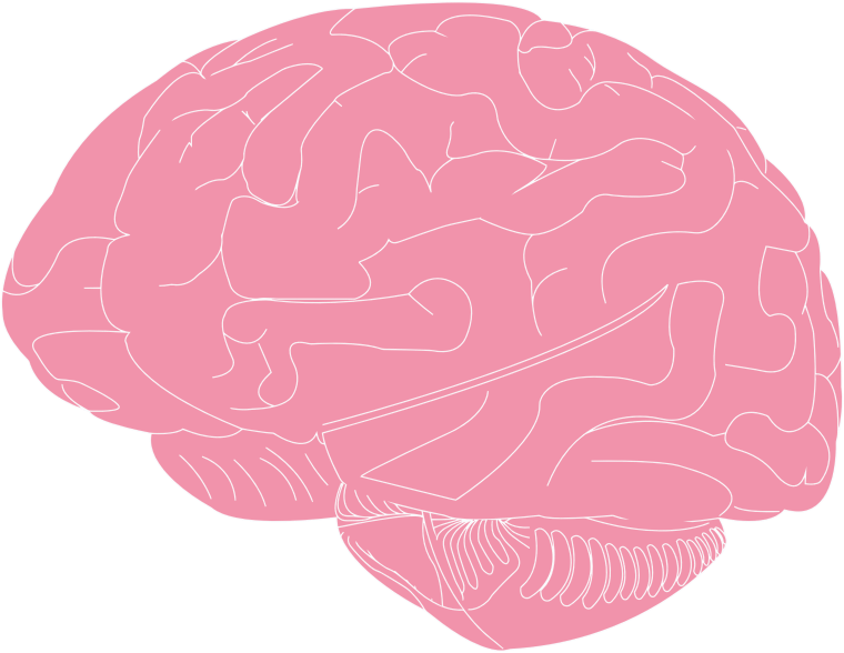 Brain Illustration