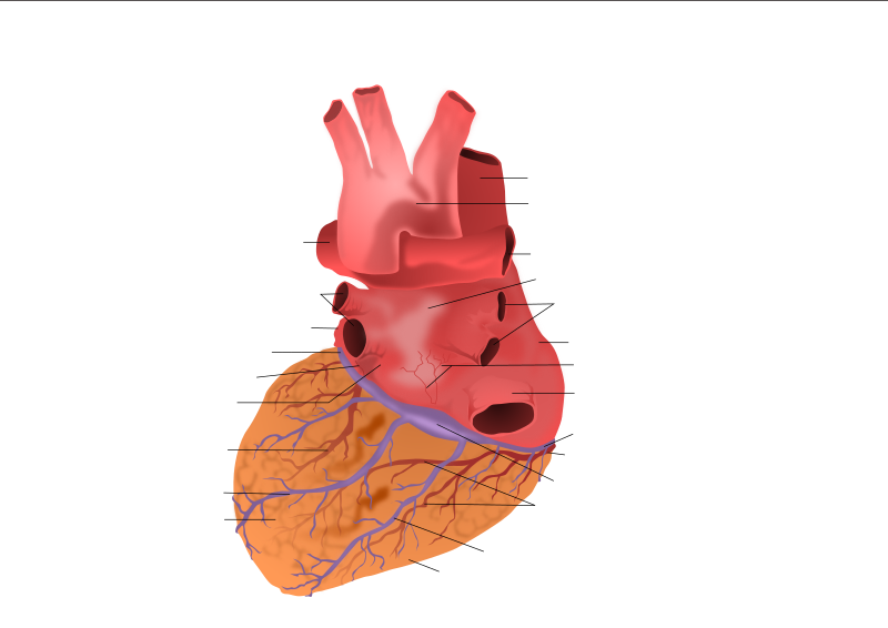 Human Heart Posterior View