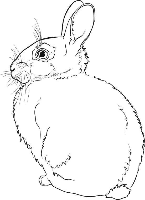 Rabbit Line Art