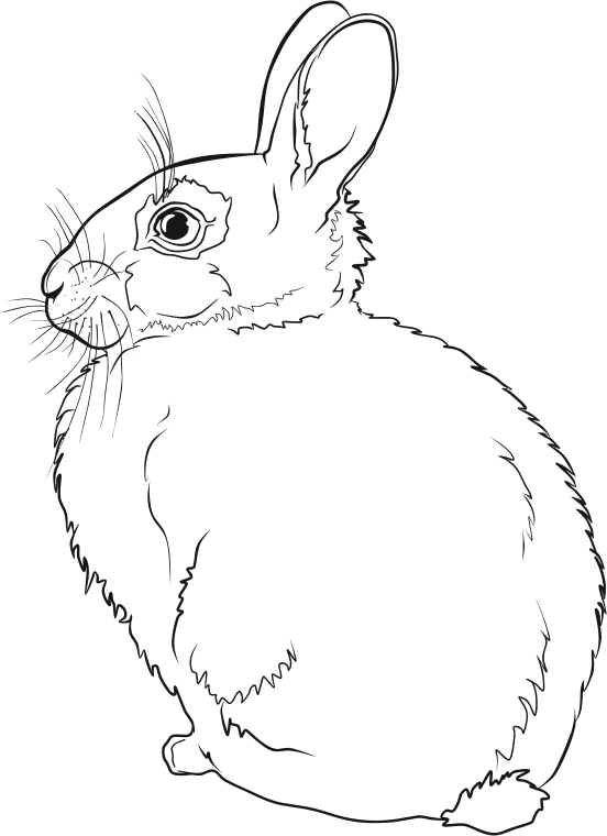 Rabbit Line Art - Openclipart