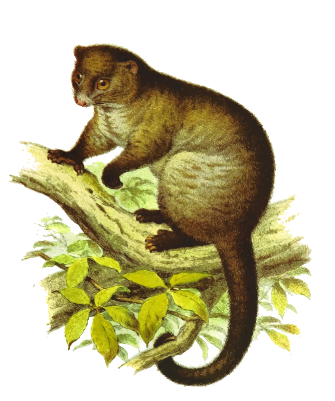 Lemuroid ringtail