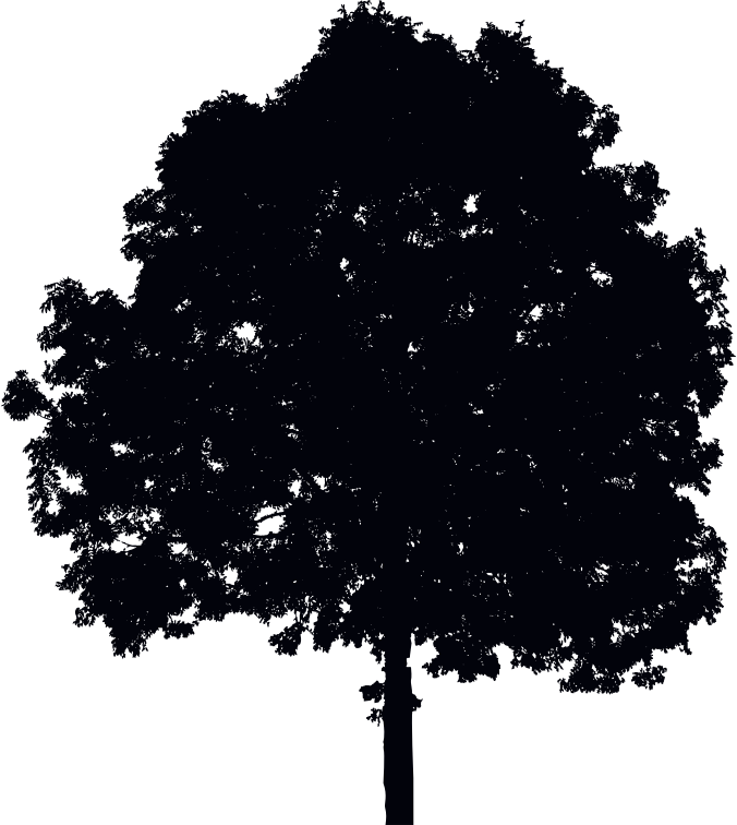 Single Tree Silhouette