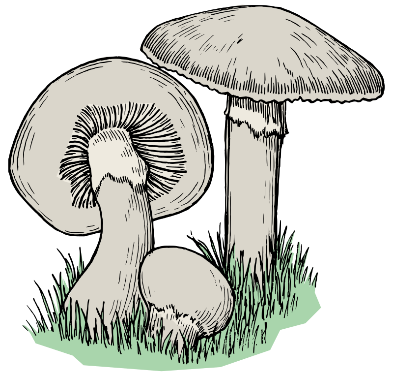 Mushrooms - Colour - Openclipart