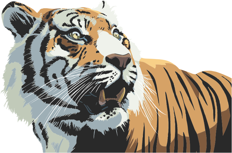 Tiger Head Illustration