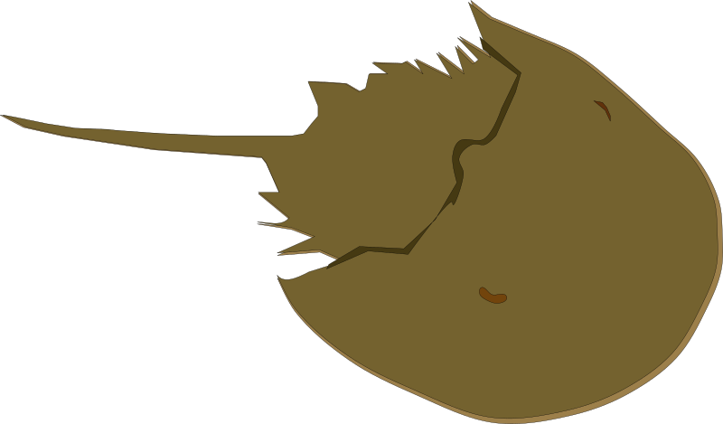 Horseshoe Crab