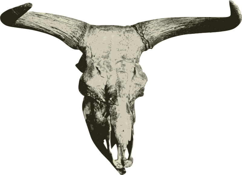 Bison Skull