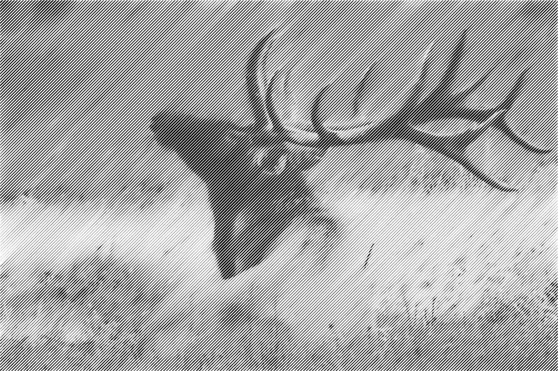 halftone deer