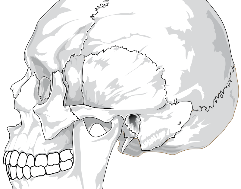 Human skull (side view)