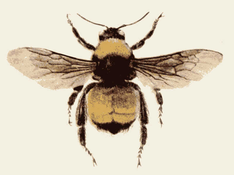 Colour Bee