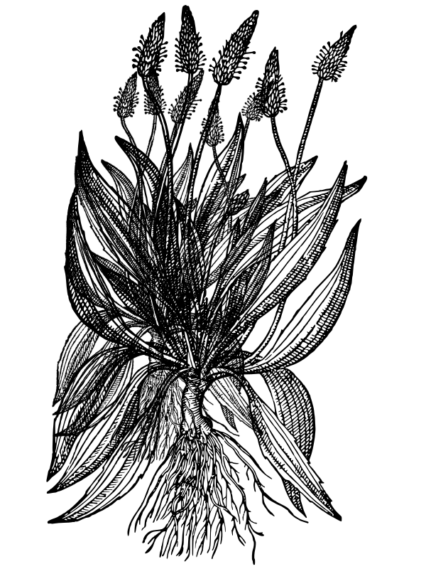 Plantago lanceolata L.