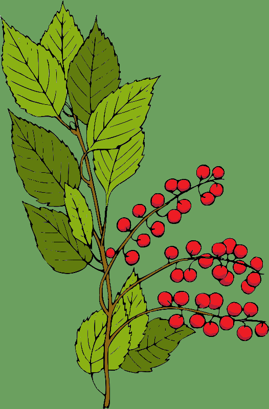 Chokeberry Colored