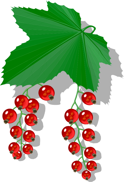 red currants