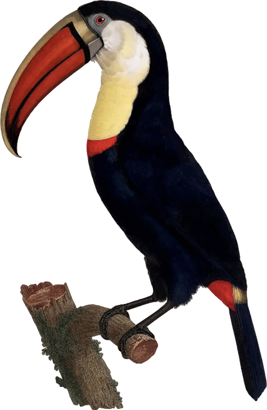 toucan png