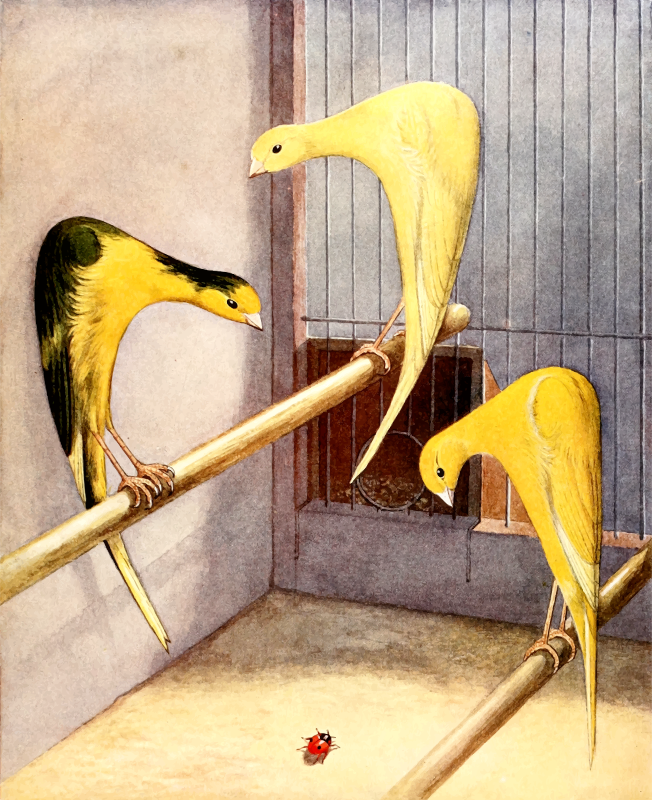 Canaries