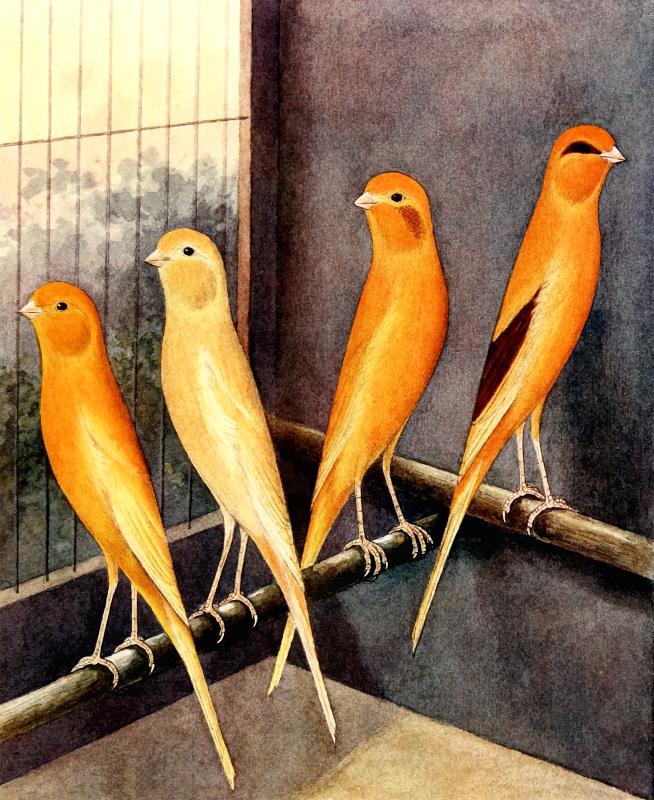 Yorkshire canaries