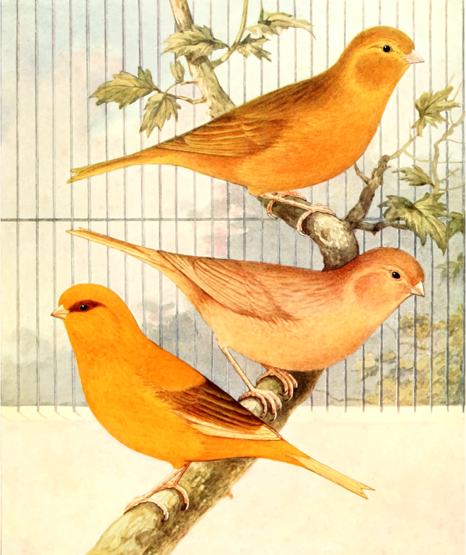 Cinnamon canaries