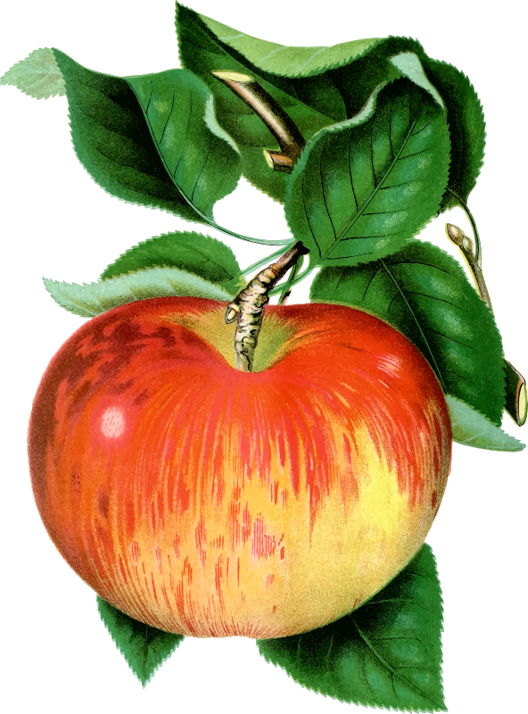 Apple wealthy