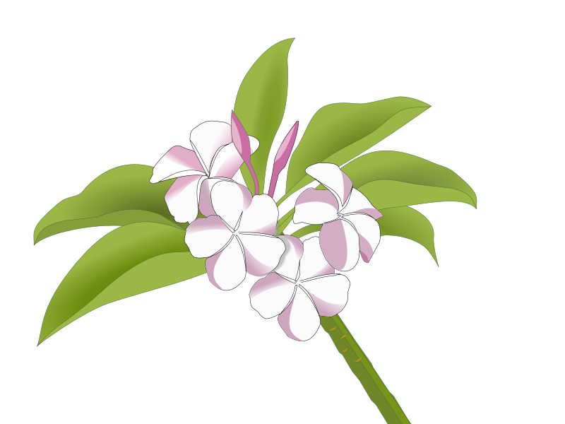 Plumeria