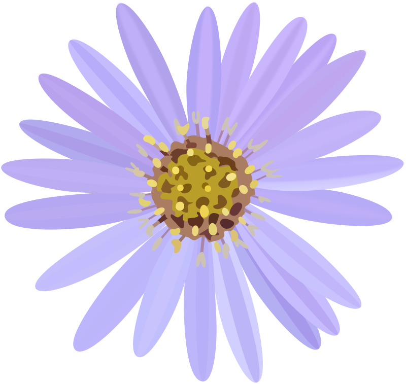 aster