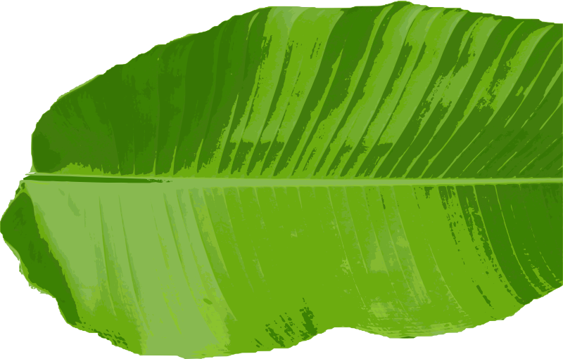 Banana Leaf