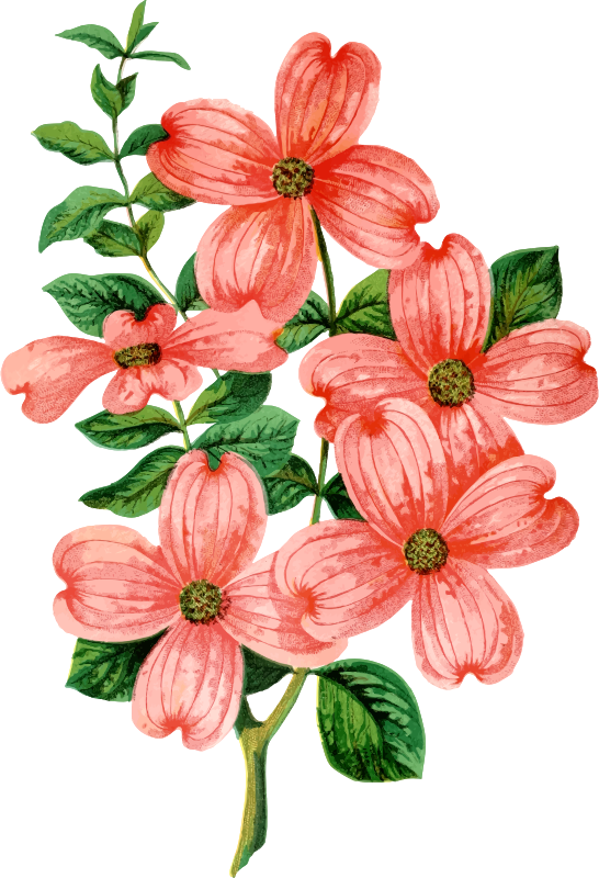 Dogwood