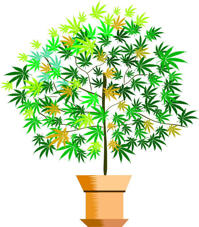 a potted plant