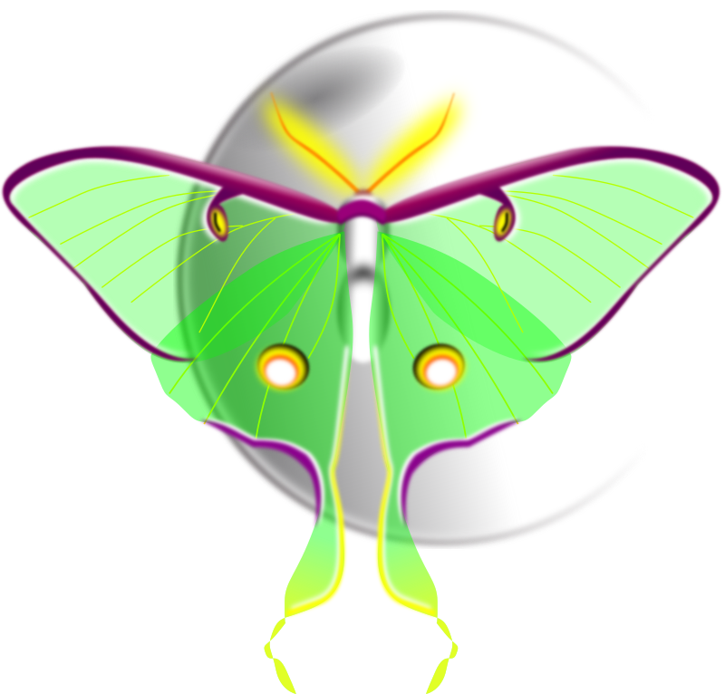 Luna Moth