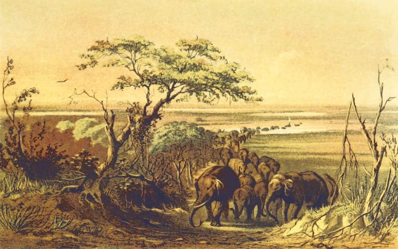 African scene 29 - Herd of Elephants Near the Tsad