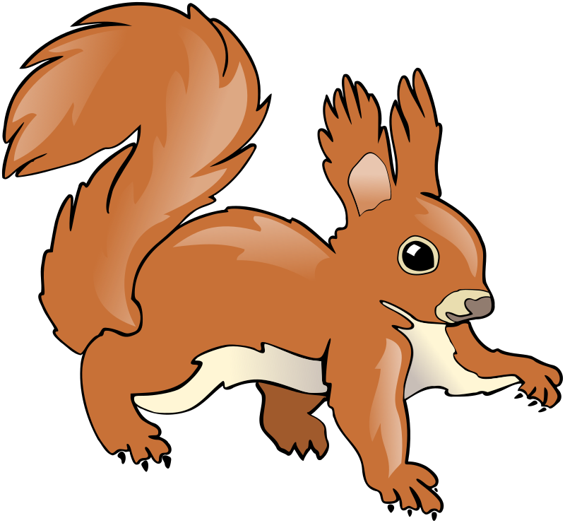 Squirrel