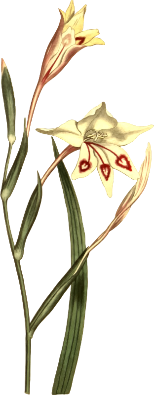 Short-Leaved Ixia