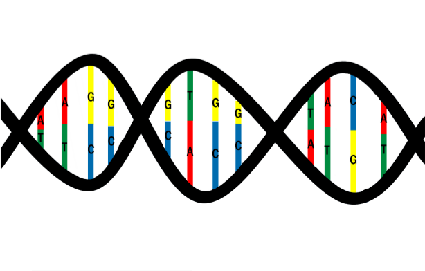 DNA piece with named bases