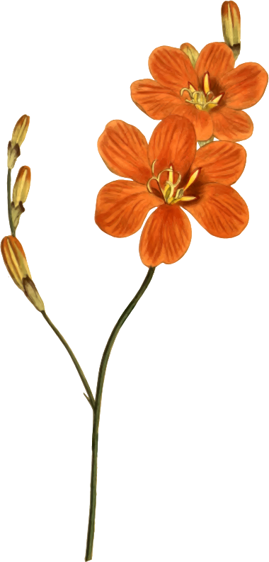Late-flowering tritonia