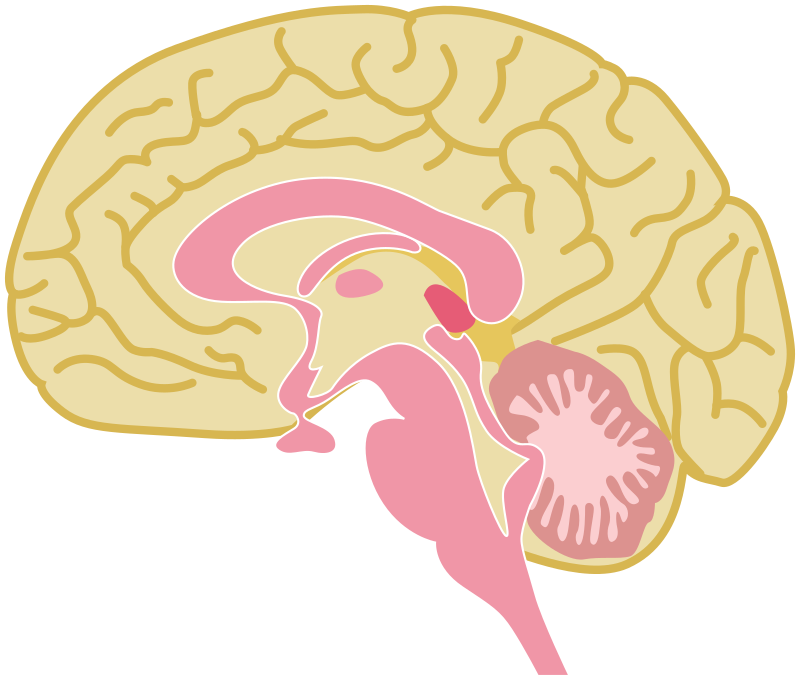 pic of human brain drawing