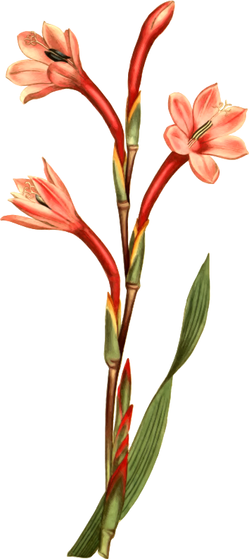 Lake-coloured watsonia