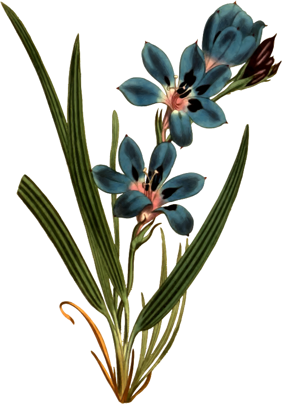 Dark blue-flowered upright babiana