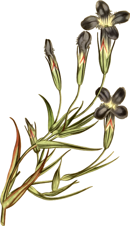 Fringed-flowered gentian