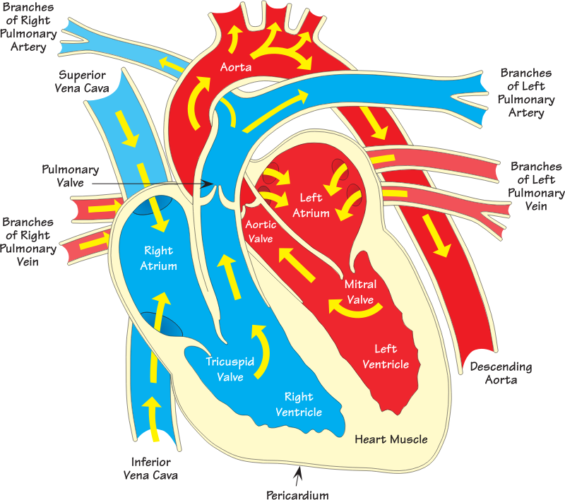 Heart diagram 2 (annotated)