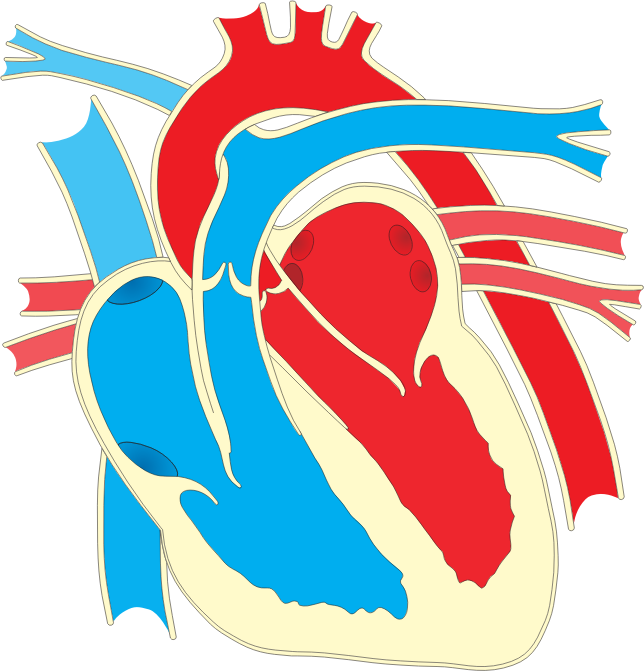 Heart diagram 2