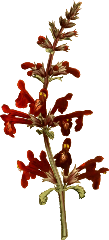 Scarlet stachys