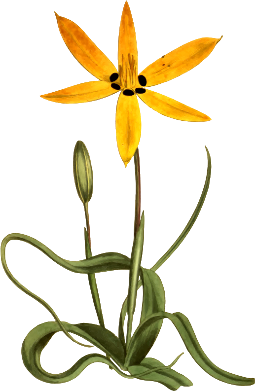 Yellow-flowered star hypoxis