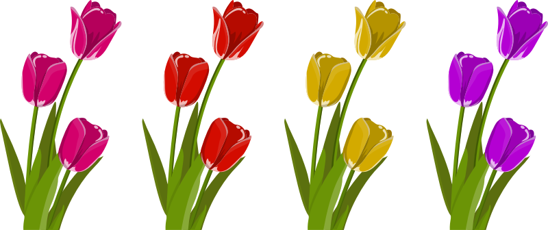 Tulips