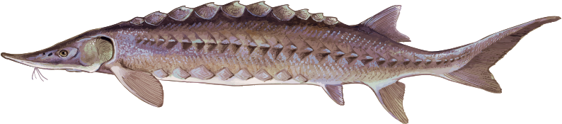 Sturgeon 2